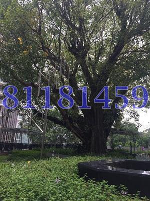 LORONG HOW SUN (D19), Condominium #81579172